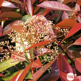Photinia x fraseri ' Red Robin ' : ctr 7 litres